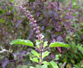 Tulsi - the Queen of Herbs used in Ageless Anti-Inflammatory